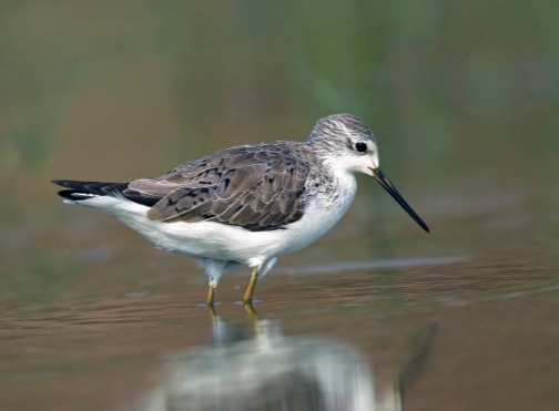 Little Stint