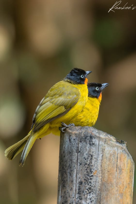 Asian Green Bee-eater