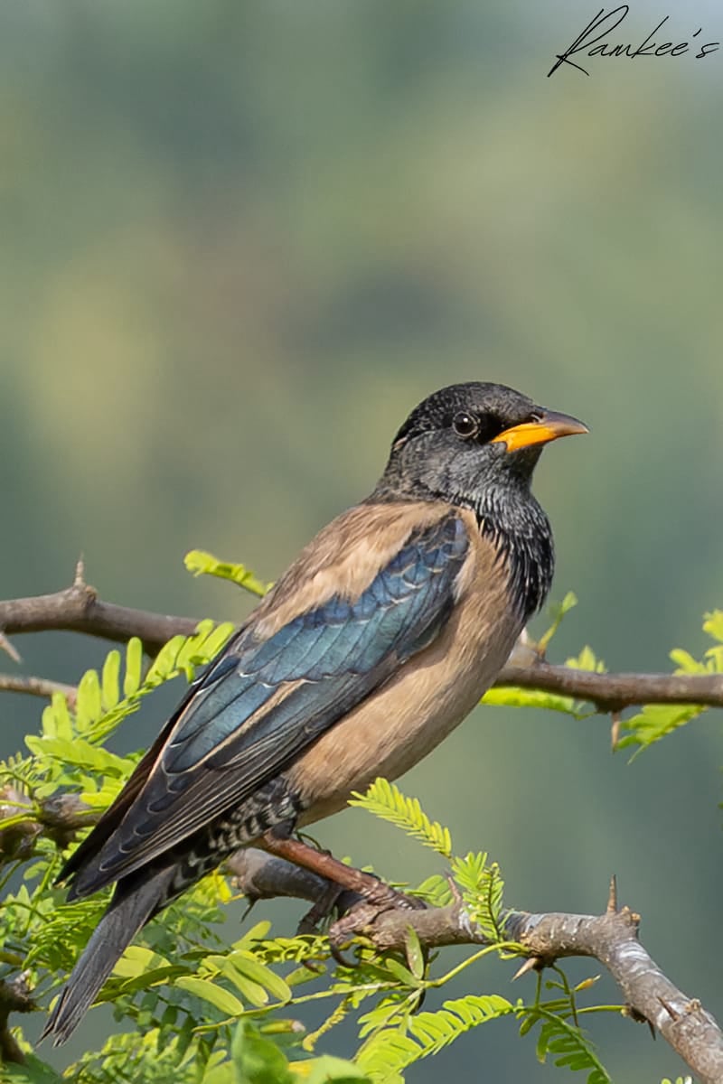 Rose-coloured Starling