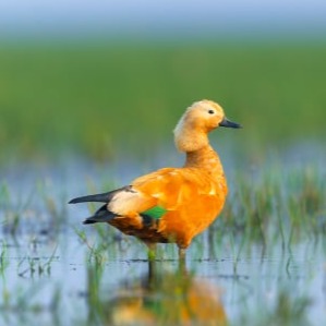 Red Spurfowl Female with chicks