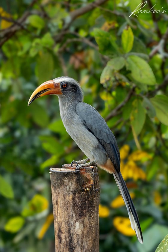 Malabar Grey Hornbill