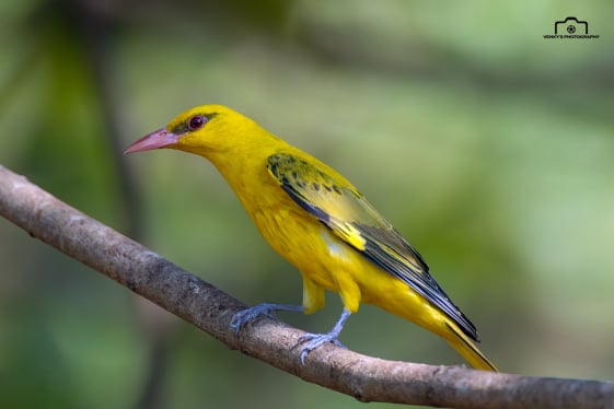 Golden Oriole - Male