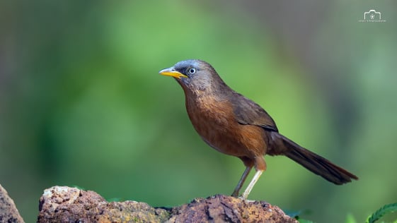 Rufous Babbler